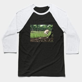 Doggy through the grapevine. Baseball T-Shirt